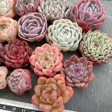 画像をギャラリービューアに読み込む, クリスマスセット16種苗(小さめ).7
