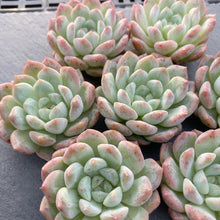 画像をギャラリービューアに読み込む, ペアスノー
