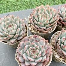 画像をギャラリービューアに読み込む, ティッピー
