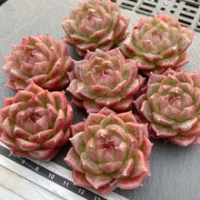 画像をギャラリービューアに読み込む, マルガン×ソクヨン
