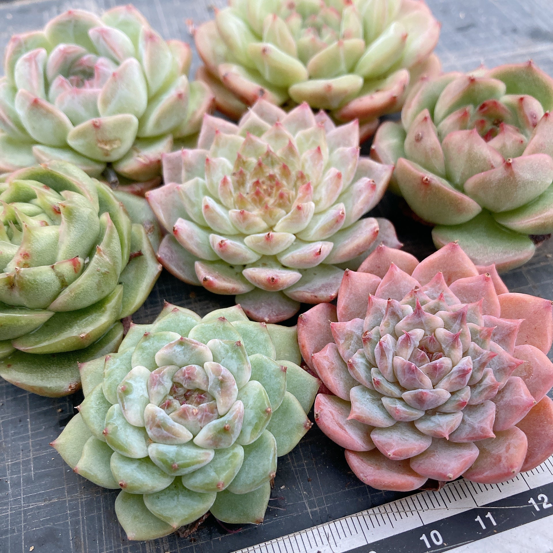 葉挿し✨ホーリンぜ達❤️ 新入り紹介・・・ホーリンゼ。 | TJの多肉奮闘記