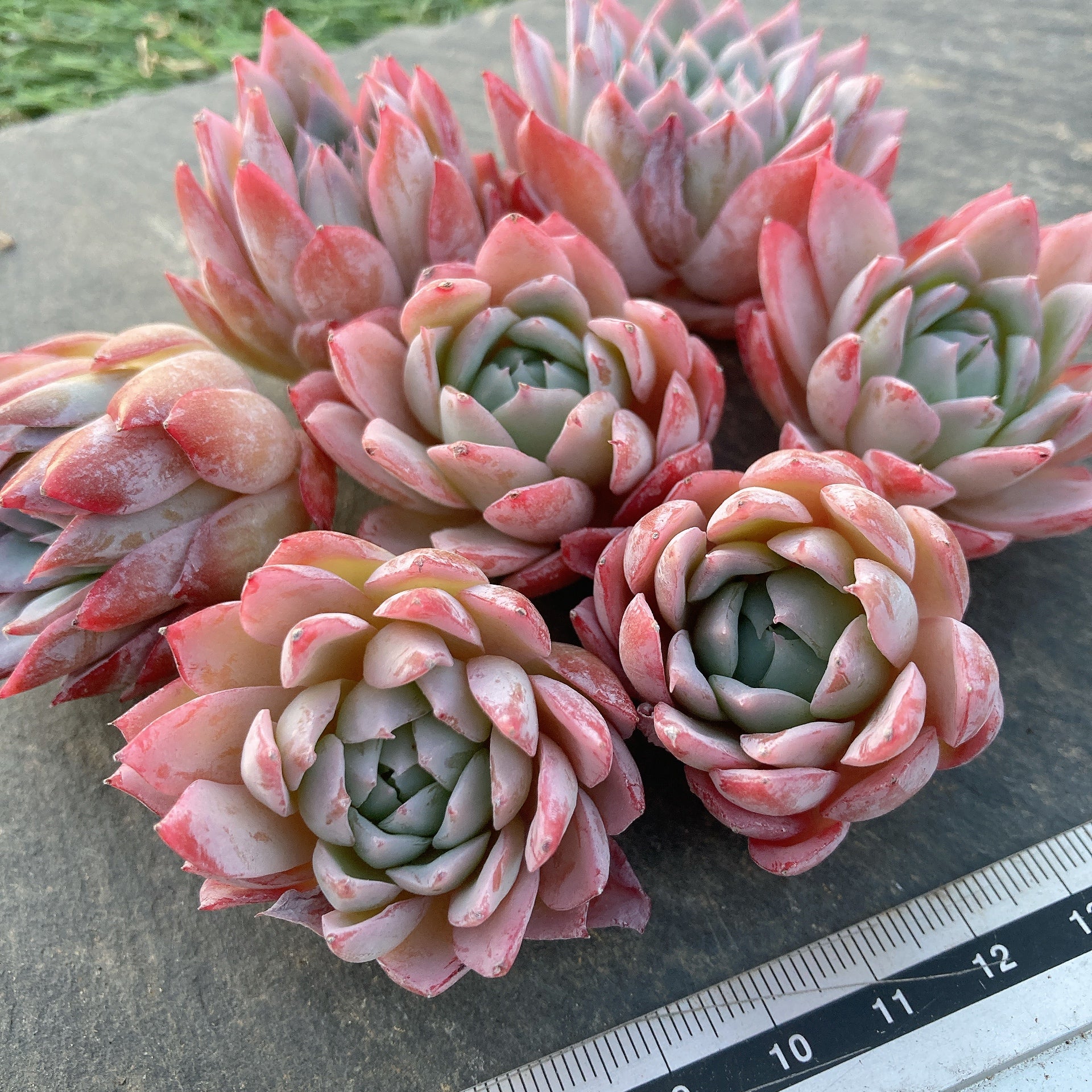 TANIKU様 E-TANIKU（イータニク）