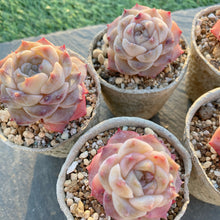 画像をギャラリービューアに読み込む, シナスター
