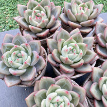 画像をギャラリービューアに読み込む, ホワイトナイト
