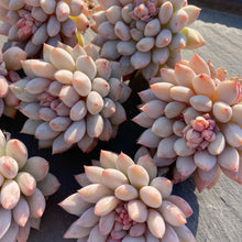 画像をギャラリービューアに読み込む, ガム
