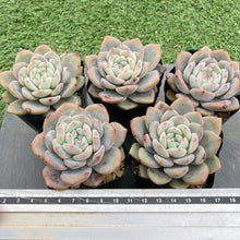 画像をギャラリービューアに読み込む, チョーク
