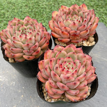 画像をギャラリービューアに読み込む, スターズ
