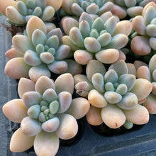 画像をギャラリービューアに読み込む, キャンディ
