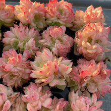 画像をギャラリービューアに読み込む, レッドスワン
