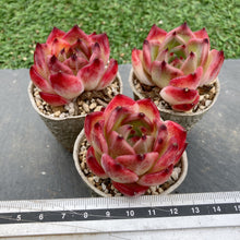 画像をギャラリービューアに読み込む, ピュオーラ
