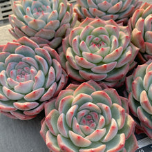 画像をギャラリービューアに読み込む, ウォータードリーム
