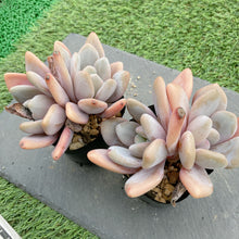 画像をギャラリービューアに読み込む, ピンクラビット
