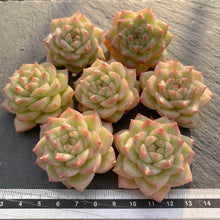 画像をギャラリービューアに読み込む, マルガンクイーン
