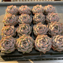 画像をギャラリービューアに読み込む, ポセイドン
