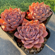 画像をギャラリービューアに読み込む, グレイス
