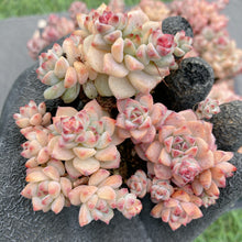 画像をギャラリービューアに読み込む, キャラメルスピリット
