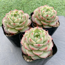 画像をギャラリービューアに読み込む, グレープジェニー
