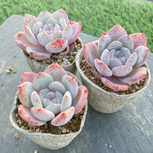 画像をギャラリービューアに読み込む, スノーピーチ
