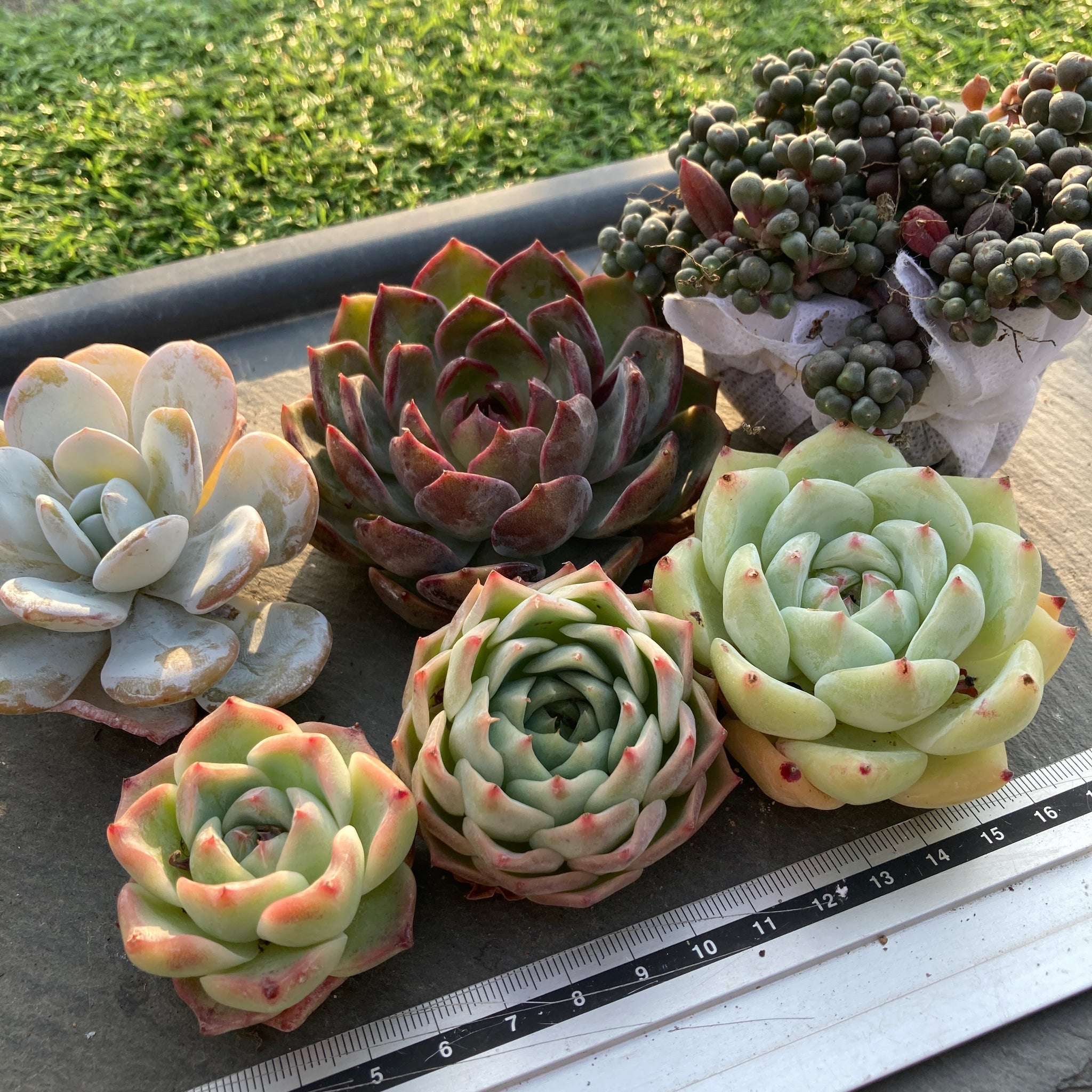 Hoshi☆Taniku