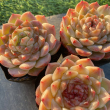 画像をギャラリービューアに読み込む, ハイブリッド
