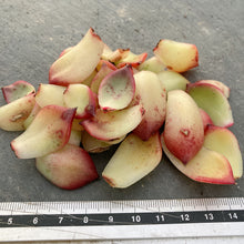 画像をギャラリービューアに読み込む, レッドクリスタルローズ10枚
