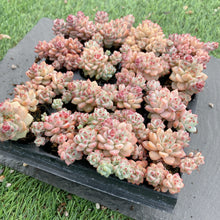 画像をギャラリービューアに読み込む, キャラメルスピリット
