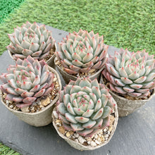 画像をギャラリービューアに読み込む, ティッピー
