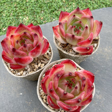 画像をギャラリービューアに読み込む, ピュオーラ
