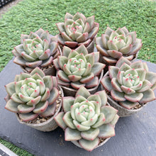 画像をギャラリービューアに読み込む, ホワイトナイト
