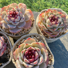 画像をギャラリービューアに読み込む, パープルガーネット
