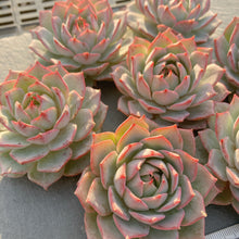 画像をギャラリービューアに読み込む, リンドシアナ
