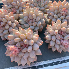 画像をギャラリービューアに読み込む, ガム
