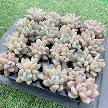 画像をギャラリービューアに読み込む, イエローオレンジ
