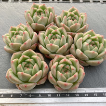 画像をギャラリービューアに読み込む, アメイジンググレイス×アマビレ
