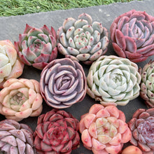 画像をギャラリービューアに読み込む, クリスマスセット16種苗(小さめ).7
