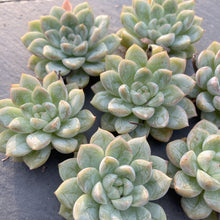 画像をギャラリービューアに読み込む, マリュー
