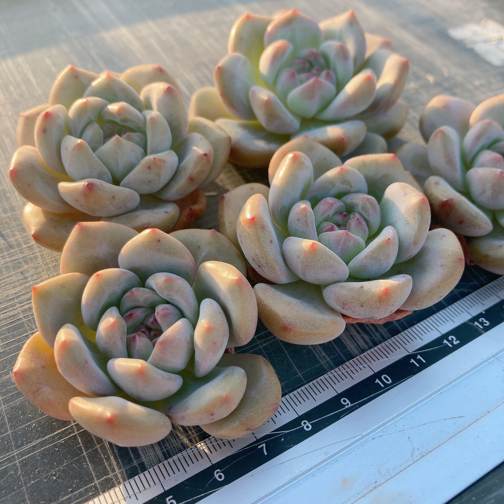 多肉植物 うも 韓国苗 エケベリア ゼリーパープル