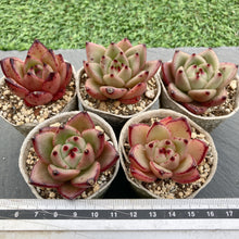 画像をギャラリービューアに読み込む, シャーロットガーデン
