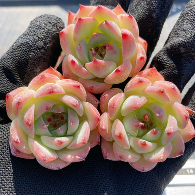 その他多肉植物 WR その他多肉植物 WR 多肉植物4センチポット 25個セット
