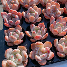 画像をギャラリービューアに読み込む, オレンジモンロー
