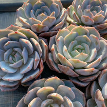 画像をギャラリービューアに読み込む, パープルクイーン
