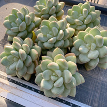 画像をギャラリービューアに読み込む, バブルガム
