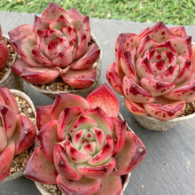 画像をギャラリービューアに読み込む, ロカ
