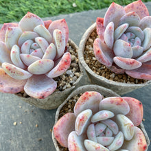 画像をギャラリービューアに読み込む, スノーピーチ
