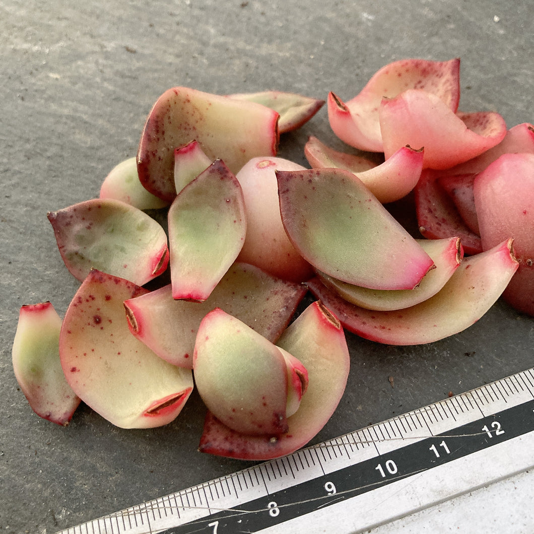 ロンリーダック10枚