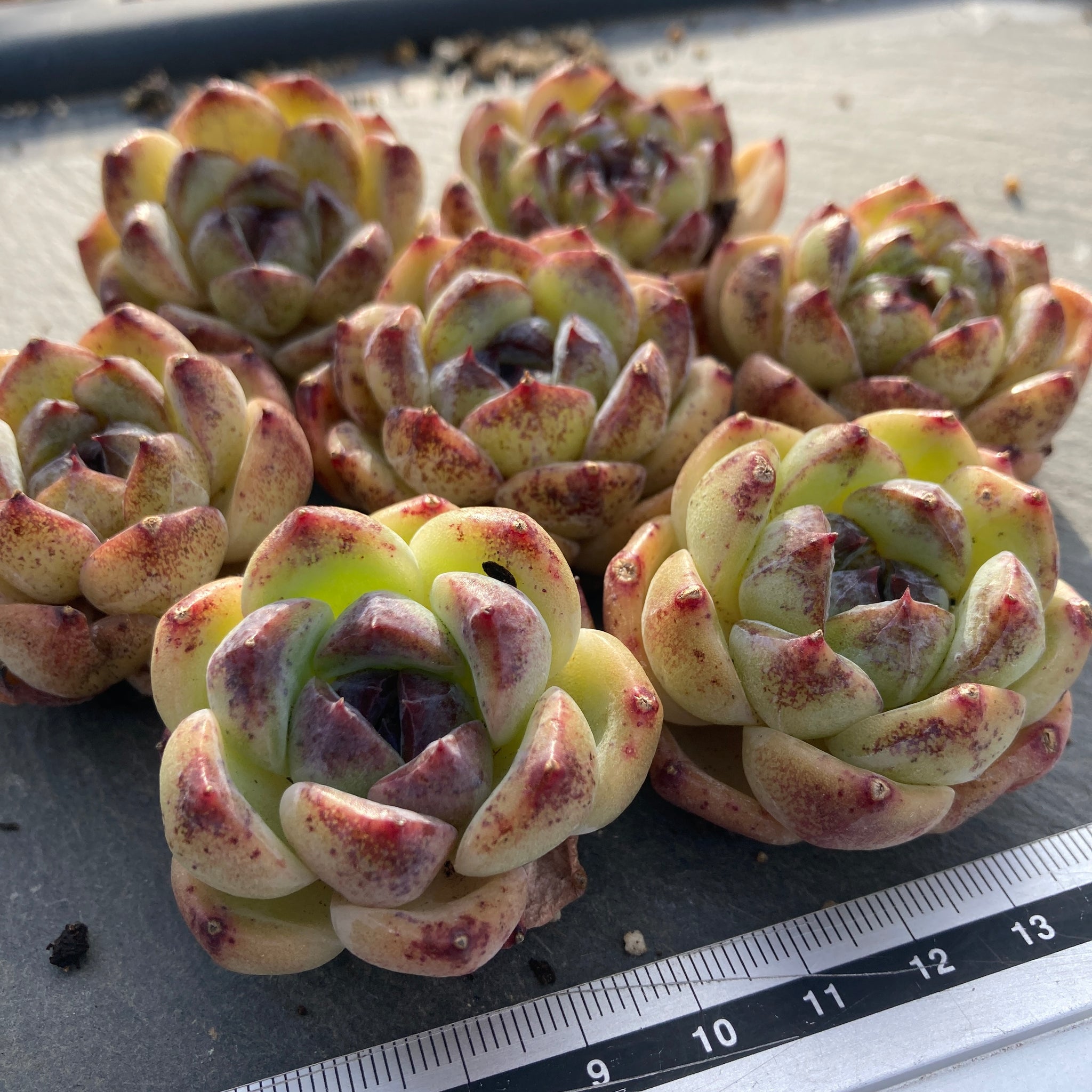 多肉植物　スターファイヤー　カット苗　大苗　✤花芽沢山✤速達 多肉植物 スターファイヤー カット苗の通販 by 愛mi♡na咲 M∞T｜ラクマ