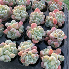 画像をギャラリービューアに読み込む, ラウル
