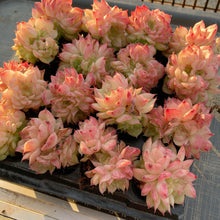 画像をギャラリービューアに読み込む, レッドスワン
