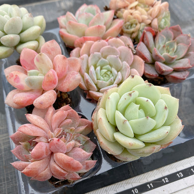 多肉植物 コレクション*4 プラントコレクション 多肉植物セット4 トイザらス限定