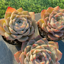 画像をギャラリービューアに読み込む, ガラスジャー
